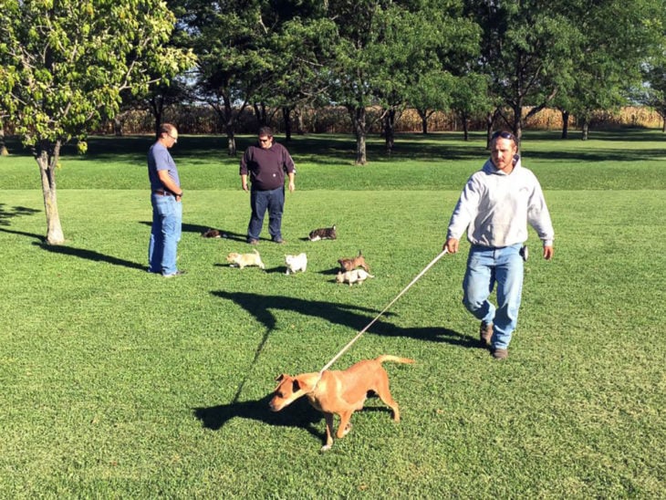 amigos paseando perros