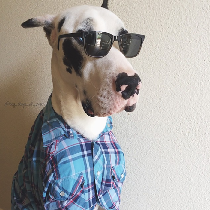 perro con lentes y camiseta