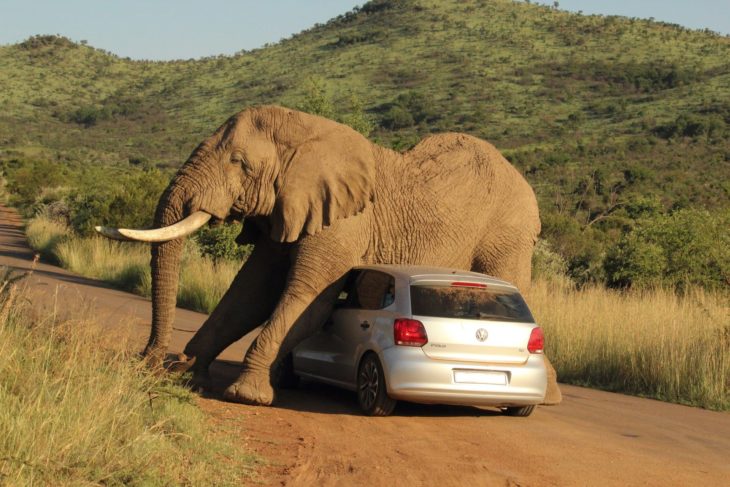 elefante sobre carro