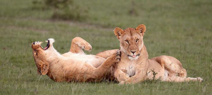 Dos leonas recostadas en la pradera