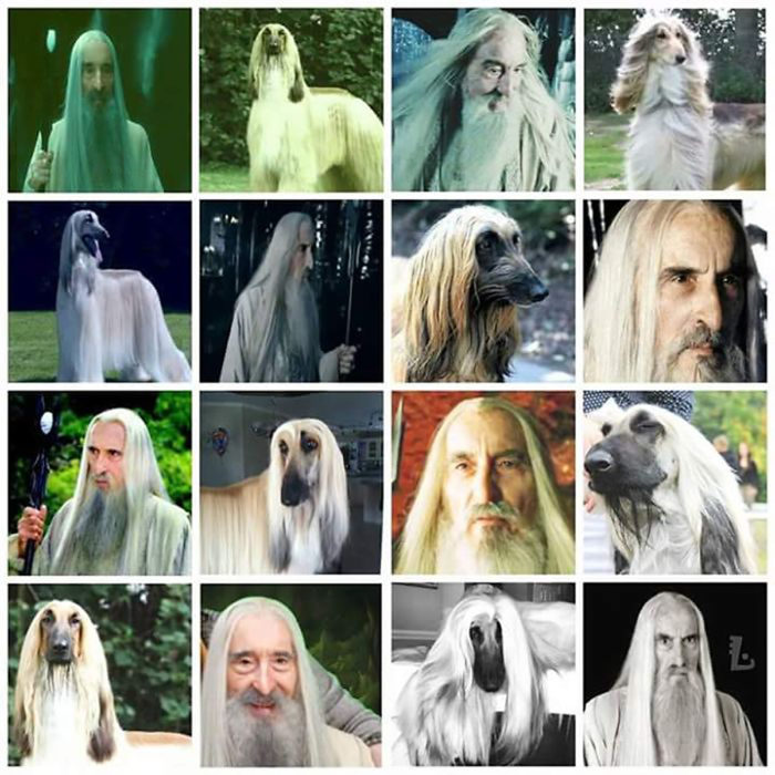 perro afgano y saruman 