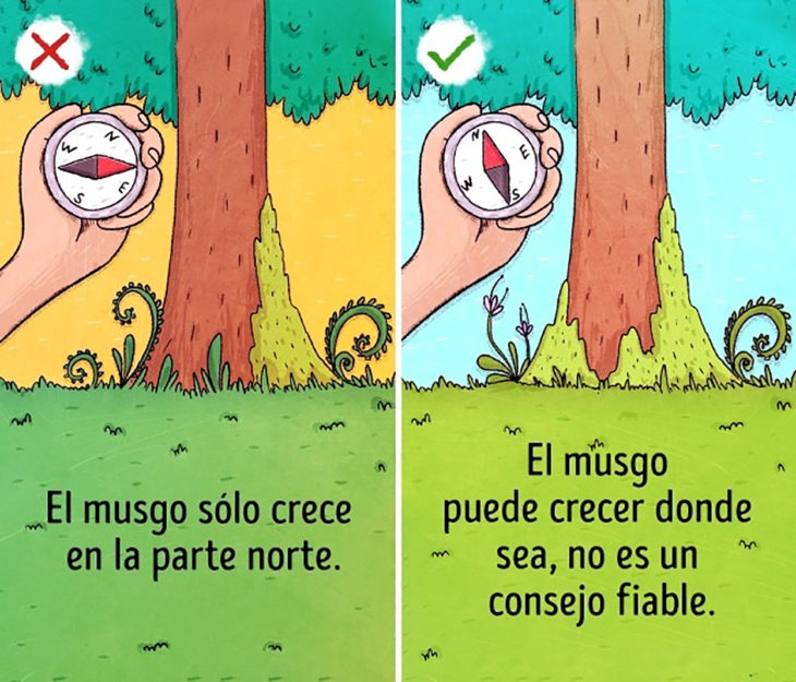 ilustración brújula y árbol