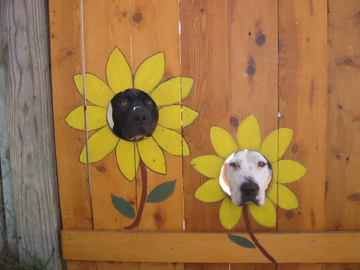 ventanas para perro pintadas de girasoles