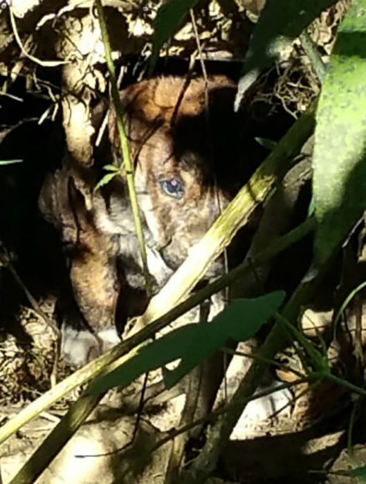 cachorrito entre el bosque