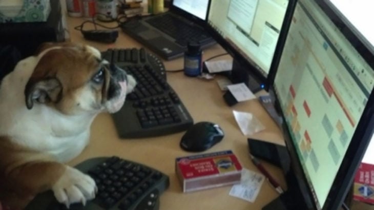 perro frente a una computadora con el excel abierto
