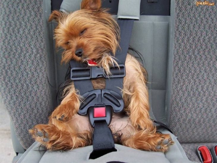 Perro dormido con el cinturon de seguridad puesto