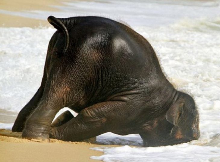 Elefante dormido a la orilla del mar