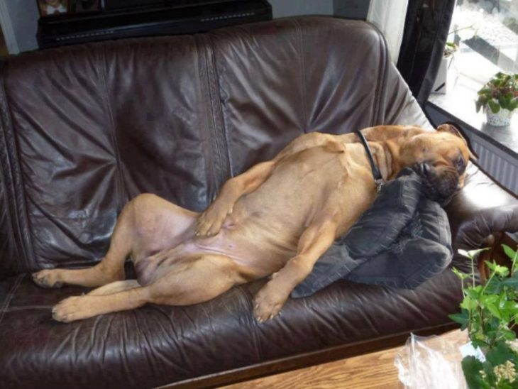 Perro dormido a sus anchas en sillón