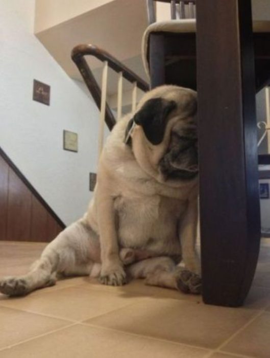 Perro pug dormido 