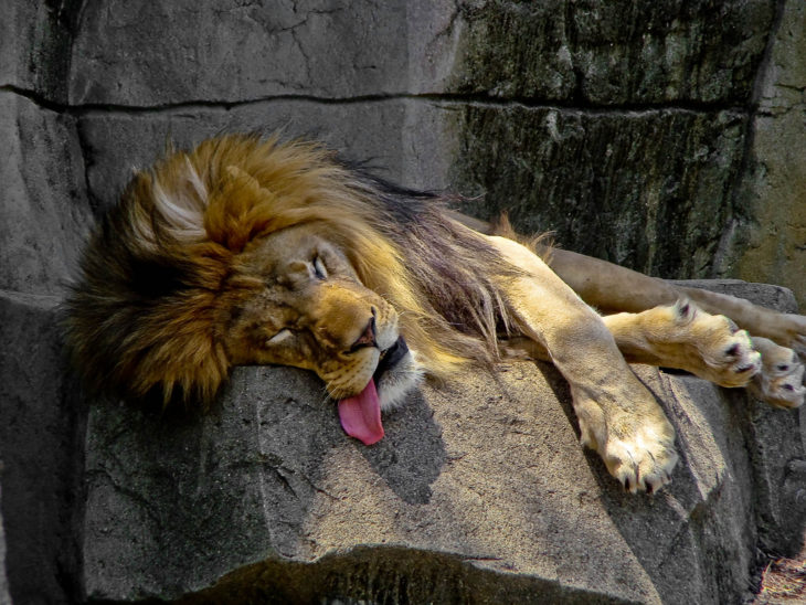 León dormido con lengua afuera