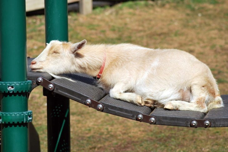 Cabra dormida en un puentecito