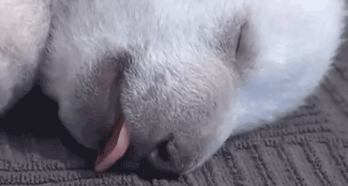 Gif cabra dormida con la lengua afuera