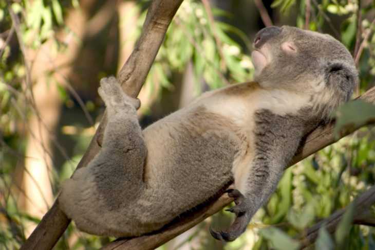Koala dormido en una rama