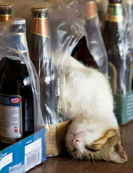 Gato dormido afuera de caja de vinos