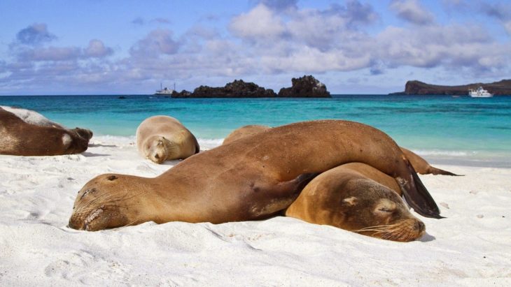 Focas dormidas unas sobre otras