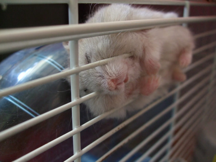 Hamster dormido jaula