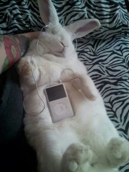 Conejo dormido escuchando música