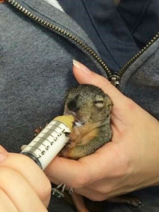 Ardilla bebé tomando leche de biberón