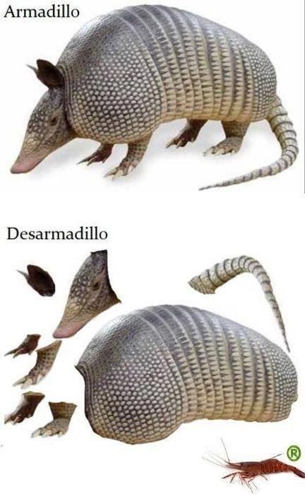 Chistes malos - armadillo y desarmadillo