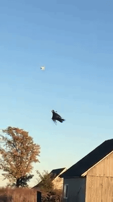 Dementor con dron