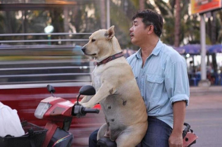 Fotos sin sentido - Perro manejando una moto