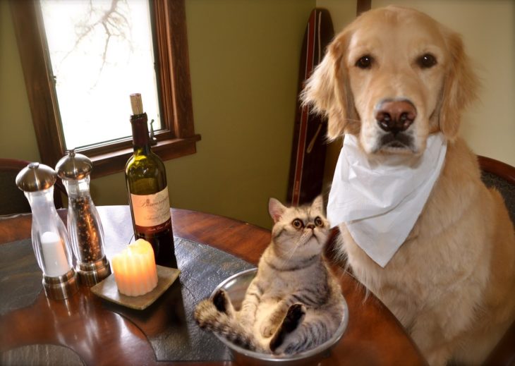 GATO SERVIDO EN EL PLATO DE UN PERRO GOURMET