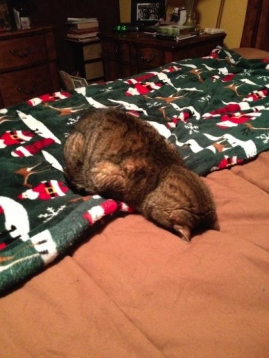 gato tirado en la cama de navidad