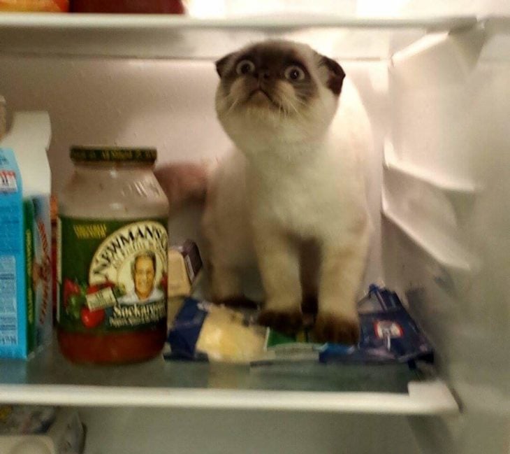 gato refrescandose en el refrigerador
