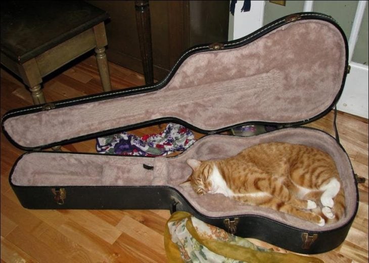 guitar-cat