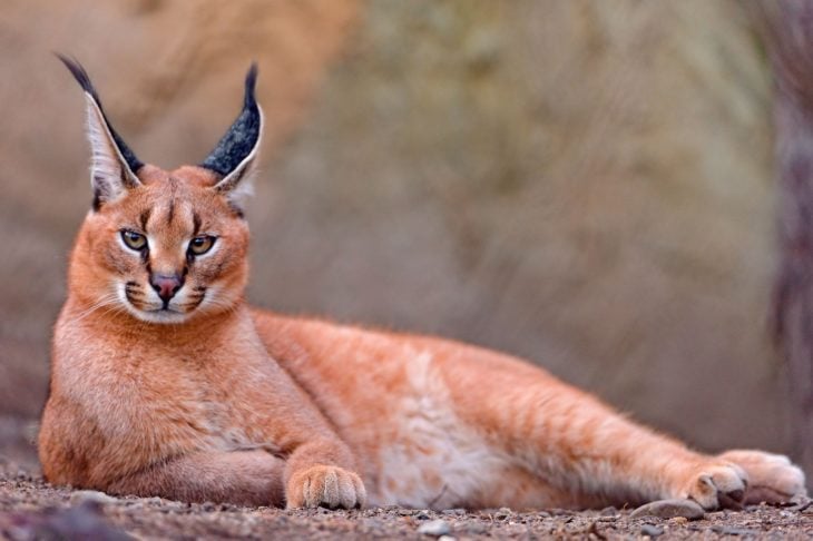 RAZA: CARACAL $10 MIL DÓLARES