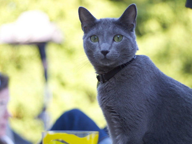 RAZA: GATO AZUL RUSO