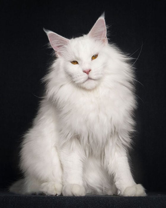 RAZA: MAINE COON, BLANCO