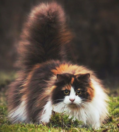 Estos son los 20 felinos MÁS COSTOSOS de todo el mundo.