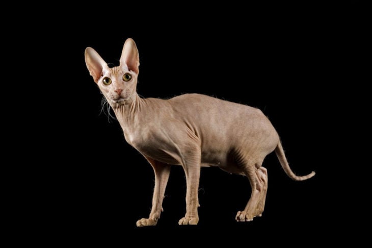 RAZA PETERBALD