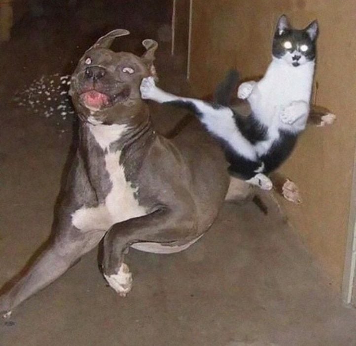 gato golpeando a perro