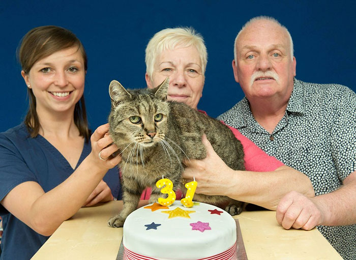 Gato y sus dueños con un pastel de 31 aniversario