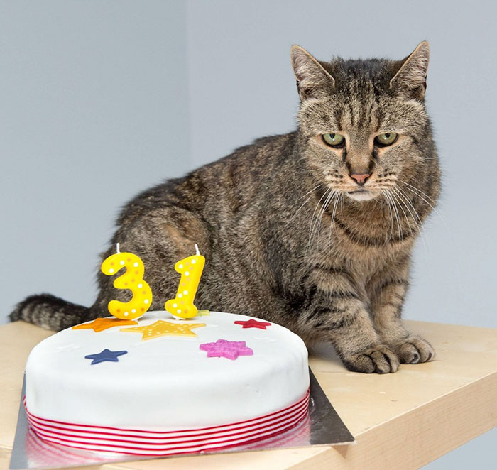 Gato y un pastel con el número 31