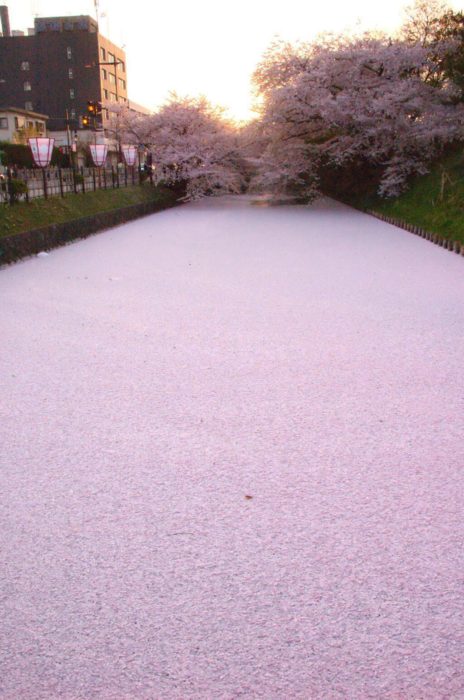 Río de cerezos