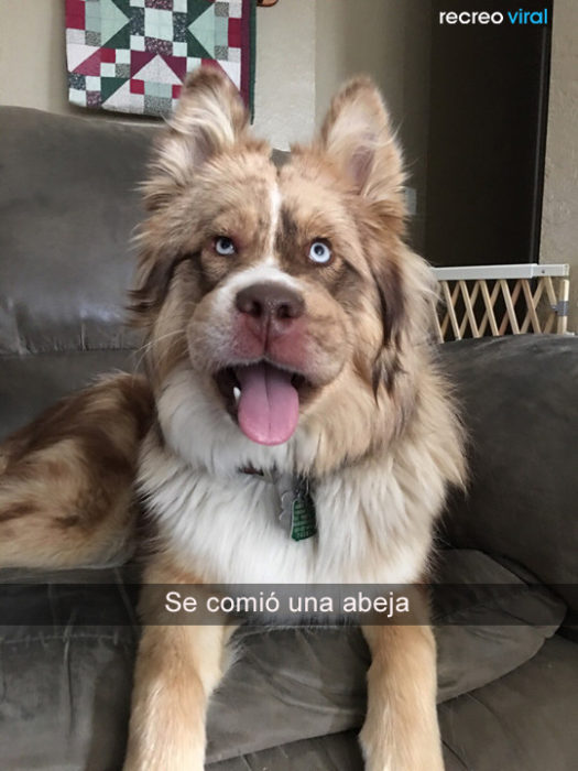 Perro se comió una abeja