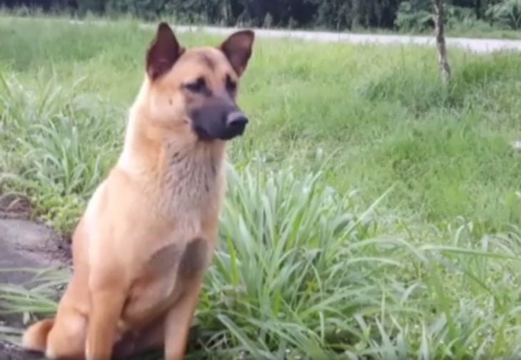 Loung un perro que esperó todo un año a que sus dueños volvieran