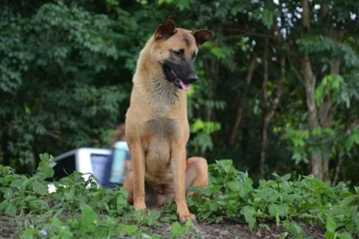 Loung perro de Tailandia esperando a sus dueños