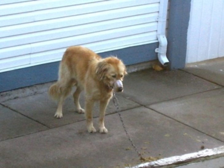 ALFIE CON EL HOCICO ENCINTDAO