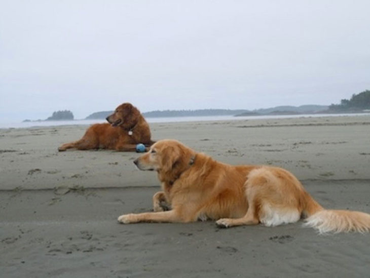 ALFIE EN EL MAR