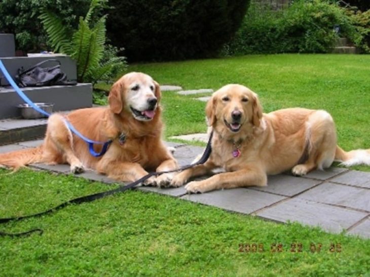 ALFIE CON SU HERMANO PERRUNO