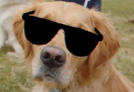 Gif de perro con lentes oscuros