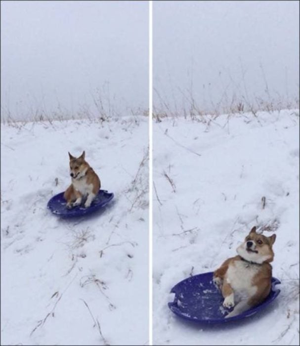 perro en la nieve