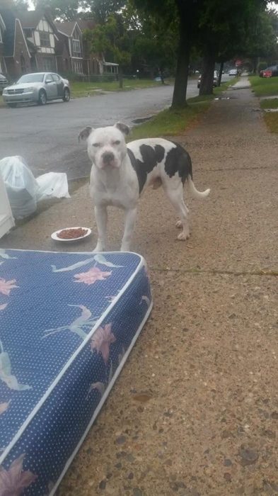 Perro pitbull blanco con manchas negras