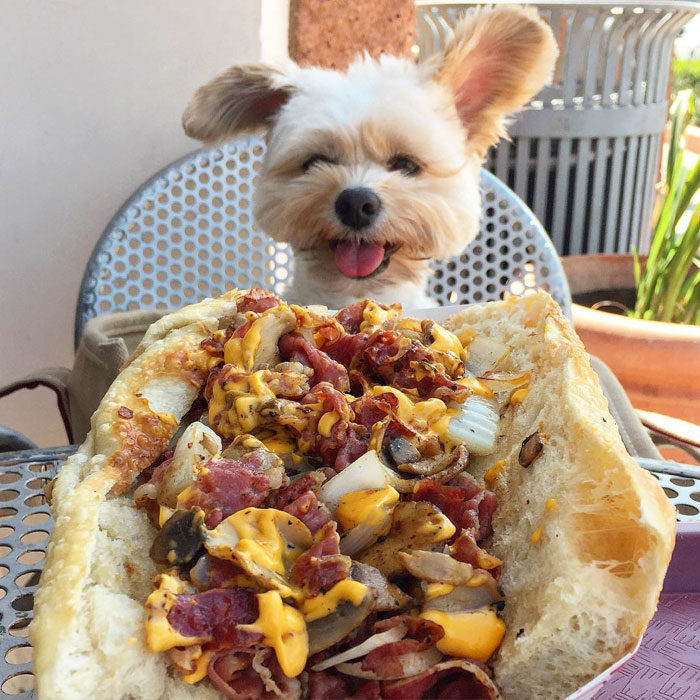 Perro rescatado comiendo un hot dog enorme