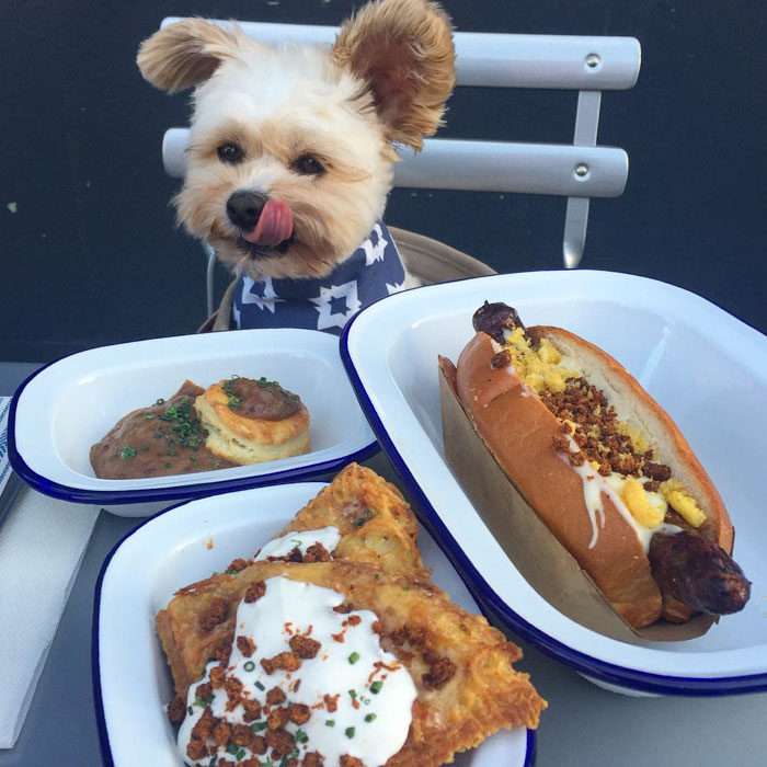 Perro rescatado comiendo hot dogs