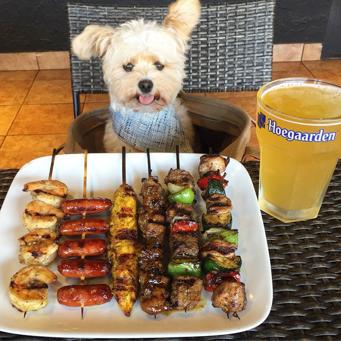 Perro rescatado comiendo brochetas